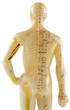 mannequin d'acupuncture chinoise, face dorsale