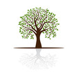 tree casts a shadow, a place for text
