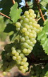grappes de raisin blanc bio
