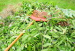 compost de branchages