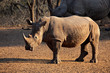 White rhinoceros