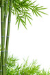 bamboo with leaves