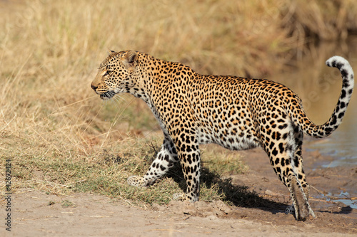 Foto: Leopard walking Leopard walking