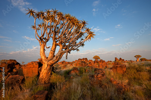 Photo: Quiver tree landscape, Namibia Quiver tree landscape, Namibia