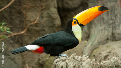 Photo: Toco Toucan Toco Toucan