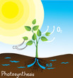 photosynthesis vector image