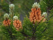 Kieferblüte