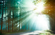 Magical forest in the morning sunlight rays