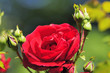 rosen 69
