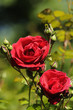rosen 71
