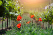 Summer vineyard