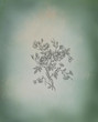 Roses illustration
