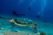 sxm8