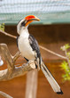 A male Von der Decken's Hornbill (Tockus deckeni)