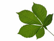 Blatt einer Kastanie