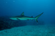sxm8
