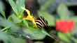 Video: Schmetterling Schmetterling