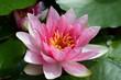 Seerose