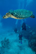 sxm9