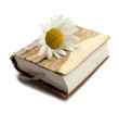 livre ancien en bois et marguerite
