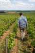 viticulteur dans ses vignes