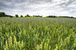 Kornblumen im Weizenfeld, Bayern