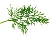 Dill