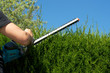 Cut hedge