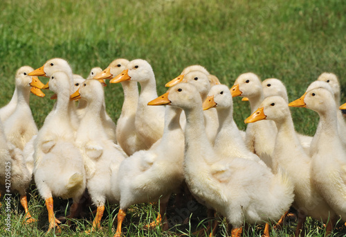 Photo: ducklings ducklings