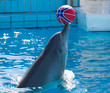 delfino