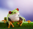 Foto: Red eye frog and blue sky Red eye frog and blue sky