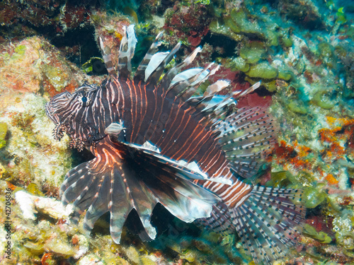 Photo: common lionfish (Pterois volitans) common lionfish (Pterois volitans)