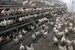lot of biological chicken in barn