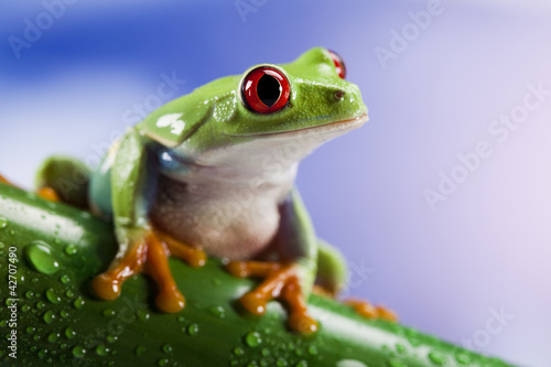 Photo: Tree frog Tree frog