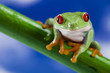 Foto: Tree frog Tree frog