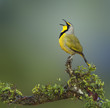 Bokmakierie bird - Telophorus zeylonus