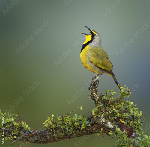 Photo: Bokmakierie bird - Telophorus zeylonus Bokmakierie bird - Telophorus zeylonus