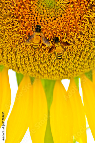 Photo: Bumblebee on sunflower Bumblebee on sunflower