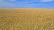 Video: Wheaten field and blue sky. Camera movement Wheaten field and blue sky. Camera movement
