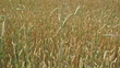 Video: Wheaten field in the summer Wheaten field in the summer