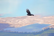 Black bird flying in Bavarian Alps