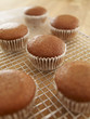 Close up of cupcakes cooling on wire rack