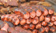 Barbacoa con criollos.