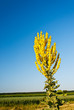 Königskerze Verbascum