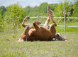 horse rolling
