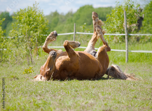 Photo: horse rolling horse rolling