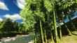 Video: Bamboo forest Bamboo forest