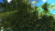 Video: Bamboo forest Bamboo forest