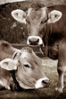 Foto: mucche vintage mucche vintage