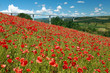 coquelicot en vallée de millau